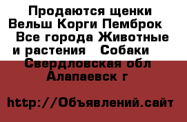 Продаются щенки Вельш Корги Пемброк  - Все города Животные и растения » Собаки   . Свердловская обл.,Алапаевск г.